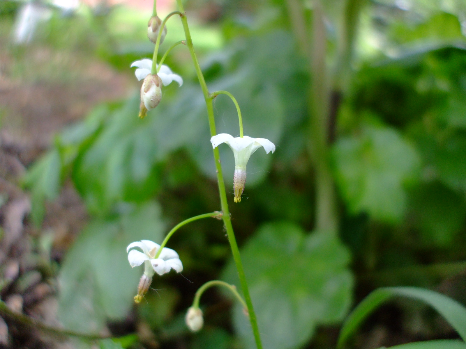 Vancouveria hexandra